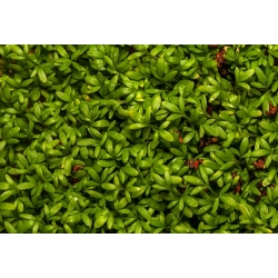 Sėjamoji pipirnė - 4500 sėklos - Lepidium sativum