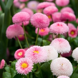 Pomponette Daisy - a selection of varieties -  Bellis perennis - 690 seeds