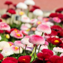 Pomponette Daisy - a selection of varieties -  Bellis perennis - 690 seeds