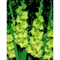 唐菖蒲混合物 -  5个洋葱 - Gladiolus