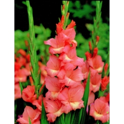 唐菖蒲混合物 -  5个洋葱 - Gladiolus