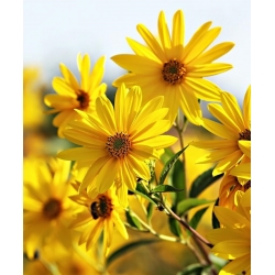 Topinambur - Knollen-Sonnenblume - essbar und dekorativ - 1 Stück