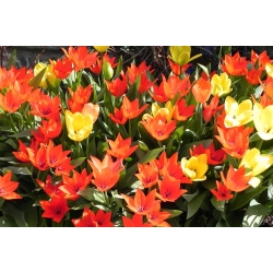Tulipa botanical mix - Tulip botanical mix - 5 bulbs