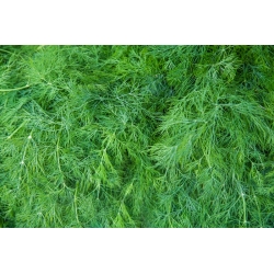 ディル "モラバン"  -  2800種子 - Anethum graveolens L. - シーズ