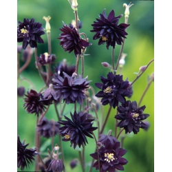 Aquilegia ، كولومبين ، Granny's Bonnet Black Barlow - لمبة / درنة / جذر - Aquilegia vulgaris