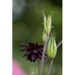 Aquilegia ، كولومبين ، Granny's Bonnet Black Barlow - لمبة / درنة / جذر - Aquilegia vulgaris