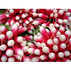 Radish "Opolanka" - medium long, red, white-tipped roots - 850 seeds