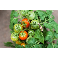 Tomato "Bajaja" - low growing, cherry type variety with trailing habit for balcony cultivation