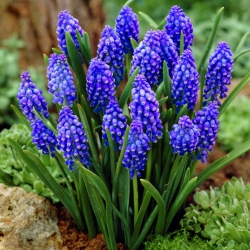Muscari armeniacum - Grape Hyacinth armeniacum - 10 bulbs
