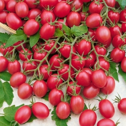 トマトラズベリーRaspberry Red Hood -  Lycopersicon lycopersicum - Lycopersicon esculentum Mill  - シーズ
