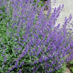 Catmint seeds - a natural mosquito repellent - Nepeta mussinii - 120 seeds