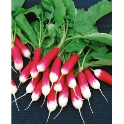 大根の「Opolanka」 - 中くらいの長さ、赤、白の根 -  850種子 - Raphanus sativus L. - シーズ