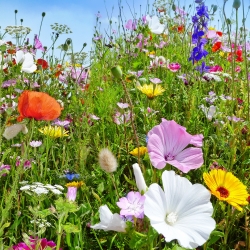 वार्षिक और बारहमासी जंगली पौधों का मिश्रण - फूलदार घास का मैदान - 500 ग्राम - 