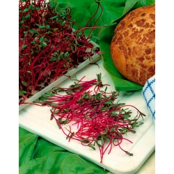 Microgreens - Beetroot merah - daun segar yang baru terasa segar - 