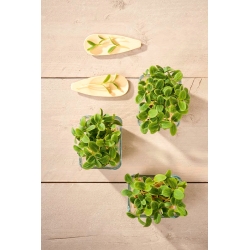 Microgreens - חמניות - עלים צעירים וטעימים בטעם ייחודי - 