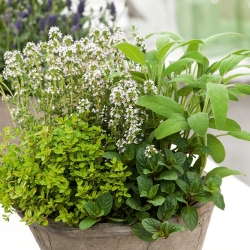 Pemilihan herba tanaman perennial - 