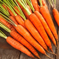 Carrot Finesse - انواع دیرهنگام - 