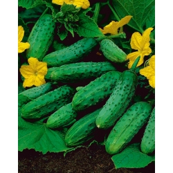 黄瓜Lazuryt F1-用于温室栽培 - 