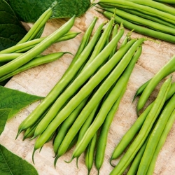 矮绿色法国菜豆Muza-无串品种 - 