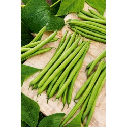 矮绿色法国菜豆Muza-无串品种 - 