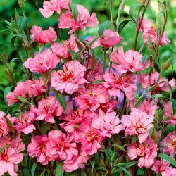 Clarkia elegan merah jambu muda; garland gunung - 