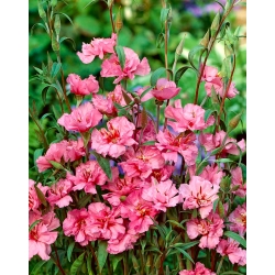 Clarkia elegan merah muda terang; karangan bunga gunung - 