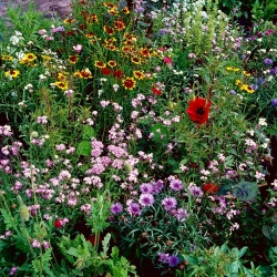 Flowery Meadow Express - campuran lebih dari 20 jenis yang cepat tumbuh - 100 gram - 