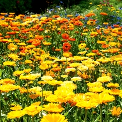 Pot marigold - tanaman melliferous - 100 gram; ruddles, marigold biasa, Scotch marigold - 