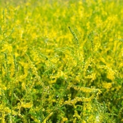โคลเวอร์หวานสีเหลือง - พืชที่มีกลิ่นหอม - 100 กรัม melilot สีเหลือง, melilot ยาง, melilot ทั่วไป - 