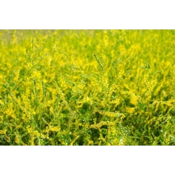 شبدر شیرین زرد - گیاه نرم کننده - 100 گرم ؛ ملایوت زرد ، ملایوت آجدار ، ملایوت رایج - 
