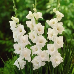Gladiolus White Prosperity - large pack! - 50 pcs