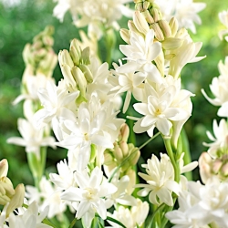 Tuberose - Polianthes - XL pack! - 100 pcs; Agave amica
