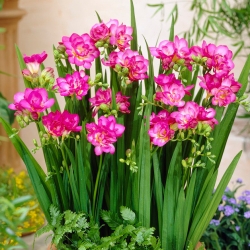 Pink double freesia - XL package! - 500 pcs