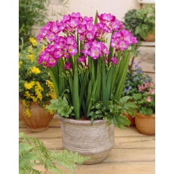 Pink single-flowered freesia - XL package! - 500 pcs