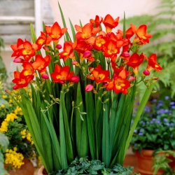 Red single-flowered freesia - XL package! - 500 pcs
