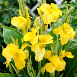 Yellow canna lily - XL pack - 50 pcs