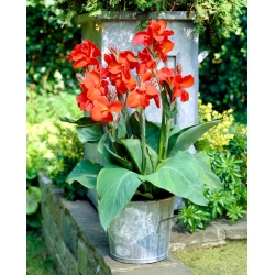 Red canna lily - XL pack - 50 pcs