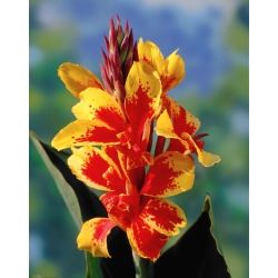 Yellow-Red canna lily - XL pack - 50 pcs