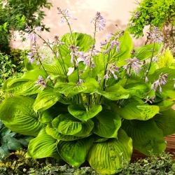 Hosta, Plantain Lily Sum and Substance - XL pack - 50 pcs