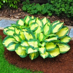 Hosta, Plantain Lily Popcorn - large package! - 10 pcs