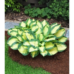 Hosta, Plantain Lily Popcorn - large package! - 10 pcs