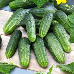 Courgette (zucchini) og agurkefrø - udvalg af 4 varianter - 
