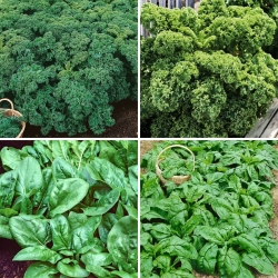Grønnkål og spinatfrø - utvalg av 4 varianter - 