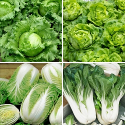 Kål og salatfrø - udvalg af 4 varianter - 
