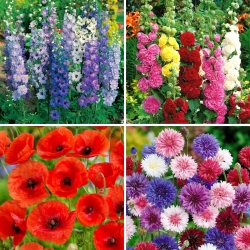 Polske blomsterfrø - utvalg av 4 varianter - 