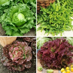 Punaisen ja vihreän salaatin siemenet - valikoima 4 lajiketta - 