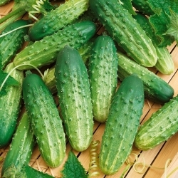 Cucumber 'Octopus F1' - Pickling variety, Highly productive and Disease resistant - Large Pack - 100g (Cucumis sativus)