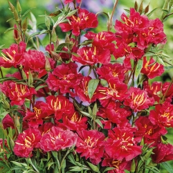 Elegantne klarkia - punane - seemned (Clarkia unguiculata)