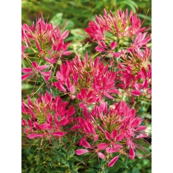Cleome 'Cherry Queen' - seeds (Cleome spinosa)