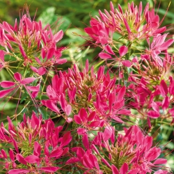 Cleome 'Cherry Queen' - seeds (Cleome spinosa)